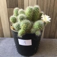 ราคา กระบองเพชรรีบูเทียดอกสีขาว (10012817417)