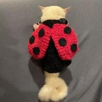 ราคา ชุดแมลงเต่าทอง ชุดกระรอก ชุดชูก้าน่ารักกก (9623085626)