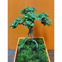 ราคา บอนไซ เพรมน่า ทรงสวย รากจัดสวยงาม (7253815352)