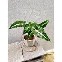 ราคา ต้นออมเพชร (Syngonium wendlandii Schott) (13953755894)