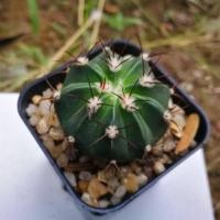 ราคา เมโลหนามแดง แคคตัส กระบองเพชร (8134382557)