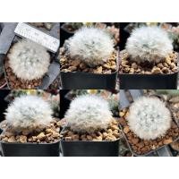 ราคา แมมขนแกะ Mammillaria Bocasana V.Multilanata (13426693419)