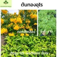 ราคา ต้นทองอุไร ทองอุไร ซื้อ 10 แถม 1 ต้น (7655369257)