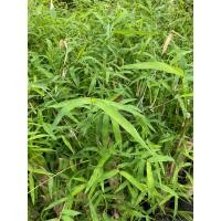 ราคา ต้นไผ่รวก ไผ่รวกหวาน (23965724424)