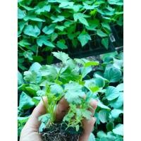 ราคา ต้นกล้า เซเลอรี (Celery) หรือขึ้นฉ่ายฝรั่ง พร้อมปลูก กล้าละ 10บาท ซื้อ 10แถม2 มีสีเขียวอ่อน กลิ่นเหมือนขึ้นฉ่ายจีน แต่ลำ (18834123045)