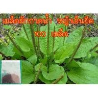 ราคา เมล็ดผักกาดน้ำ หญ้าเอ็นยืด หมอน้อย สมุนไพรไทย 100 เมล็ด (4542947758)