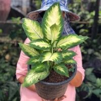 ราคา ต้นเศรษฐีนับเงิน ต้นเขียวหมื่นปี กระถาง 10 นิ้ว (6236061137)