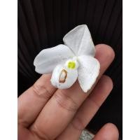 ราคา รองเท้านารีขาวพังงา(Paphiopedilum thaianum) (23375276210)