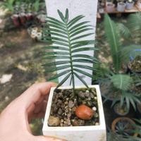 ราคา ต้นปรง ปรง Dioon Edule ต้นปรงดิอูน Palma Sola ปรงนอก ปรงไดอูน ปรง ปรงดิอูน จากประเทศแม็กซิโก (11431963965)