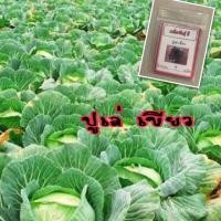 ราคา (เมล็ด)เมล็ด ปูเล่เขียว 25 เมล็ด Green Pule ปูเล่ กะหล่ำปูเล่ กะหล่ำประดับ (ซ/งอก ปลูก/งอก การ (21178702168)