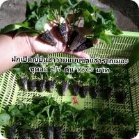 ราคา วอเตอร์เครสฮาวายหรือเรียกผักเป็ดญี่ปุ่นฮาวาย (12221040175)