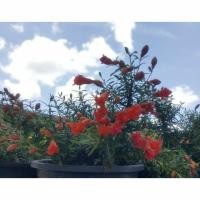 ราคา ####ต้นทับทิมแคระ ไม้ประดับ ไม้มงคล (2159181114)