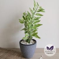 ราคา ต้นกวักเงินกวักทอง ส่งพร้อมกระถางดำ (5335932039)