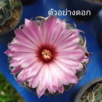 ราคา แคคตัส ช้าง (Coryphantha elephantidens) (16606573775)