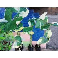 ราคา ต้นถุงเงินถุงทอง พร้อมกระถาง (13918409145)