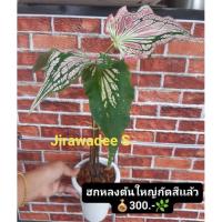 ราคา บอนสีฮกหลง บอนฮกหลง ราคาถูกกัดสีเเล้ว (13735075546)