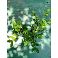 ราคา ต้นกล้าแก้วเจ้าจอม6ใบ ขายเหมา3ต้น ราคาพิเศษเพียง 70บาทเท่านั้น (20277211200)