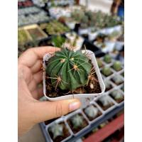 ราคา เฟอโร เฟอโรเล็บเหยี่ยวหนามแดง กระถาง 3 นิ้ว (4860440850)