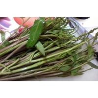 ราคา เมล็ดผักบุ้งนาซองละ 29บาท เมล็ดผักบุ้งนาผักบุ้งนาสีแดง ผักบุ้งท้องทุ่งนาจากธรรมชาติ รสชาดอร่อย จากบ้านสวน (19879082816)