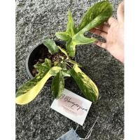 ราคา ฟิโลเดรนตรอนก้ามกุ้งด่าง (13961847639)