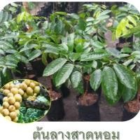 ราคา ต้นลางสาดดหอม(สายพันธุ์สมุย) แบบเสียบยอด/เพาะเมล็ด ขนาดต้นพันธุ์สูง 60-70cm.(จำนวน 1ต้น) (5303129272)