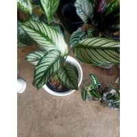 ราคา ต้นขุนแผนเรียกเงิน ต้นไม้มงคล (5161058013)