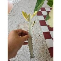 ราคา ยูโฟเบียแลคเทียขาวด่างเขียว ตัดสด 15cm กระดูกมังกร #ไม้มงคล การเงิน มั่งคั่ง Euphorbia lactea white ghost cactus (9590967025)