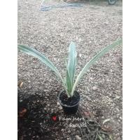 ราคา ลิ้นมังกรดาบเงินSansevieria silver#ไม้ฟอกอากาศ#ลิ้นมังกร (11824690988)