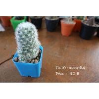 ราคา แมมคามิเน่ (2012793566)