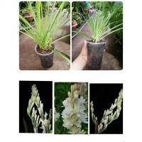 ราคา ต้นซ่อนกลิ่นกลีบซ้อนสีขาว ดอกหอม จัดส่งทั้งกระถางค่ะ (2306730422)