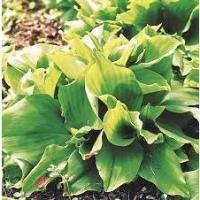 ราคา ต้นพันธุ์เปราะหอม ว่านเสน่ห์จันทร์หอม หอมเปราะ ว่านหอม ว่านแผ่นดินเย็น ว่านตีนดิน เปราะ ว่านนกยูง ถุงดำ 39บาท (22573937664)