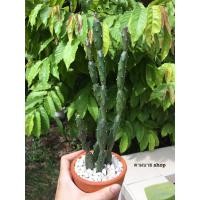 ราคา (เด็ดสด) ตุ๊กตาไม้ โอพันเทีย เอลาต้า (Opuntia elata) แคคตัส cactus กระบองเพชร ไม้อวบน้ำ (5751265142)