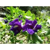 ราคา เมล็ดอัญชันชาอัญชันตากแห้ง (3597686398)