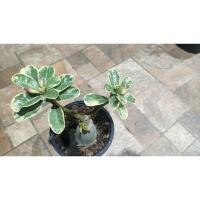 ราคา ชวนชมด่างเขาแกะสรัญญาส่งพร้อมกระถ่างแบบ ใช้ตะกร้าครอบนะคะ สินค้าตามรุปนะคะ (11716901023)