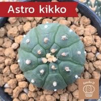 ราคา astrophytum kikko nudum (8219331185)
