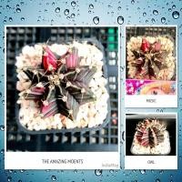 ราคา ยิมโนด่าง ดำชมพู ลายชัด (4164954535)