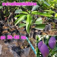 ราคา 1 ต้น ต้นพันธุ์มะม่วงสายพันธุ์ใหม่ ” มะม่วงน้ำดอกไม้สีม่วง “ ต้นเสียบยอด สูงประมาณ 35-40 ซม.ต้นแข็งแรงพร้อมจัดส่ง (6891979122)