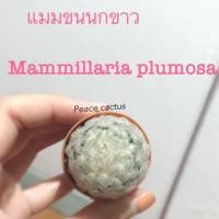 ราคา ต้นกระบองเพชร แมมขนนกขาว Mammillaria plumosa (4732222889)