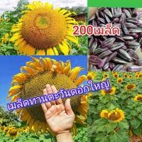 ราคา เมล็ดพันธุ์ ทานตะวัน 200 เมล็ด ปลูกโชว์ดอกใหญ่เหลืองสวยงาม ทนแล้ง ให้ผลผลิตสูง (6519470210)