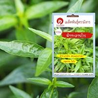 ราคา เมล็ดพันธุ์ฟ้าทะลายโจร (เมล็ดพันธุ์คุณภาพดี) (13124185844)