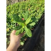 ราคา ต้นโป๊ยเซียนแคระ Poi Sian (23288002588)