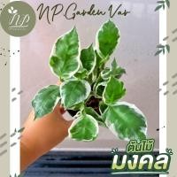 ราคา ต้นกวักเงินกวักทอง หรือต้นกวักราชินี (18921149283)