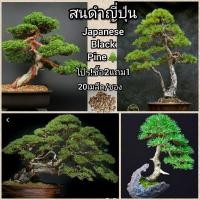 ราคา พร้อมสต็อกประเทศไทย High Quality เมล็ดสนดำญี่ปุ่น Japanese Black Pine ดอกไม้ปลูก ไม้ประดับ Easy To Grow Bonsai ต้นบอนไซ (7783149099)