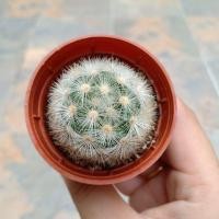 ราคา คามิเน่ดอกขาว กระถาง2" (12579324232)