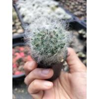 ราคา แมมขนแมว แมมมิลลาเรีย (Mammillaria) กระบองเพชร แคคตัส cactus (9510404818)