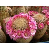 ราคา M5408 Mammillaria matudae v. spi (25 เมล็ด) เมล็ดพันธุ์ กระบองเพชร แคคตัส แมมมิลลาเรีย เพาะเมล็ด แคคตัส ไม้อวบน้ำ CACTUS (11642486480)