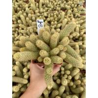 ราคา แมมนิ้วทอง Mammillaria elongate กระถาง 4 นิ้ว จัดส่งทั้งกระถาง รหัส Ngv 07 (21893676185)