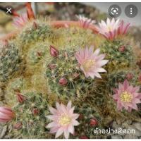 ราคา ❗❗ส่งฟรีไม่ต้องใช้โค๊ด❗❗แคคตัสแมมมิลาเลียเพอริโฟร่าฟอร์มกอดอกชมพู (6196712976)