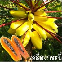 ราคา เมล็ดมะละกอเหลืองกระบี่ มะละกอสีทอง 20เมล็ด (20434149287)