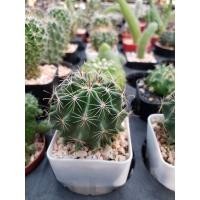 ราคา ฮามาโตะแคคตัส กระบองเพชร แคคตัส เทโลแคคตัส เซติสปินัส Thelocactus setispinus (16422177653)